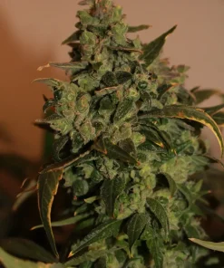 Somango Feminized Esrar Tohumu (Soma Seeds)