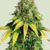Somango XL Feminized Esrar Tohumu (Royal Queen Seeds)