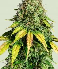 Somango XL Feminized Esrar Tohumu (Royal Queen Seeds)