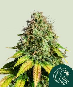 Somango XL Feminized Esrar Tohumu (Royal Queen Seeds)