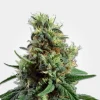 Sour Diesel Auto Fem Esrar Tohumu (MSNL)