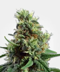 Sour Diesel Auto Fem Esrar Tohumu (MSNL)