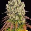 Sour Diesel Feminized Esrar Tohumu (Barney's Farm)