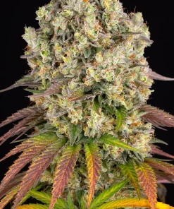 Sour Diesel Feminized Esrar Tohumu (Barney's Farm)