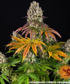 Sour Diesel Feminized Esrar Tohumu (Barney's Farm)