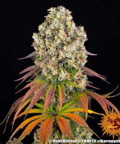 Sour Diesel Feminized Esrar Tohumu (Barney's Farm)