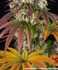 Sour Diesel Feminized Esrar Tohumu (Barney's Farm)