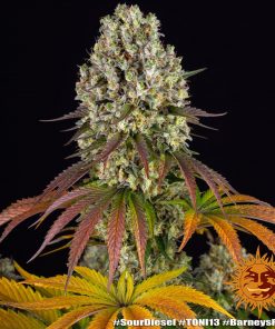 Sour Diesel Feminized Esrar Tohumu (Barney's Farm)