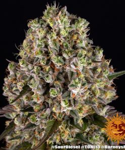 Sour Diesel Feminized Esrar Tohumu (Barney's Farm)