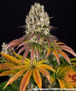 Sour Diesel Feminized Esrar Tohumu (Barney's Farm)