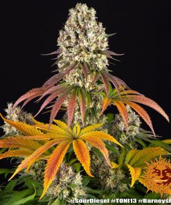 Sour Diesel Feminized Esrar Tohumu (Barney's Farm)