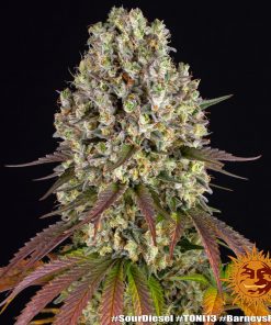 Sour Diesel Feminized Esrar Tohumu (Barney's Farm)