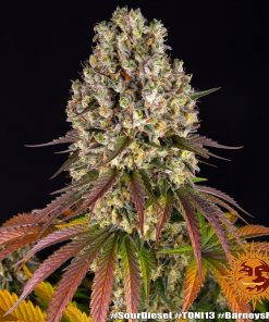 Sour Diesel Feminized Esrar Tohumu (Barney's Farm)