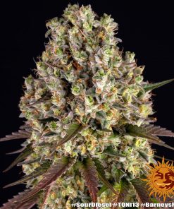 Sour Diesel Feminized Esrar Tohumu (Barney's Farm)