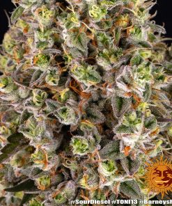 Sour Diesel Feminized Esrar Tohumu (Barney's Farm)
