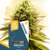 Sour Diesel Feminized Esrar Tohumu (Zamnesia Seeds)