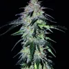 Sour Hound F2 Auto Fem Esrar Tohumu (Mephisto Genetics)