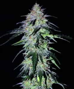 Sour Hound F2 Auto Fem Esrar Tohumu (Mephisto Genetics)