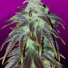 Sour Jack Feminized Esrar Tohumu (Crop King Seeds)