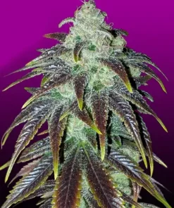 Sour Jack Feminized Esrar Tohumu (Crop King Seeds)