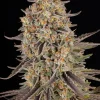Sour Strawberry Feminized Esrar Tohumu (Barney's Farm)