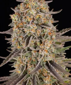 Sour Strawberry Feminized Esrar Tohumu (Barney's Farm)