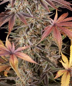 Sour Strawberry Feminized Esrar Tohumu (Barney's Farm)