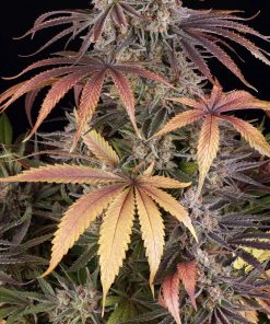 Sour Strawberry Feminized Esrar Tohumu (Barney's Farm)