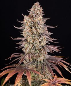 Sour Strawberry Feminized Esrar Tohumu (Barney's Farm)