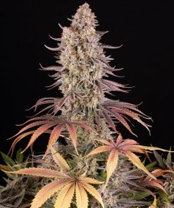 Sour Strawberry Feminized Esrar Tohumu (Barney's Farm)
