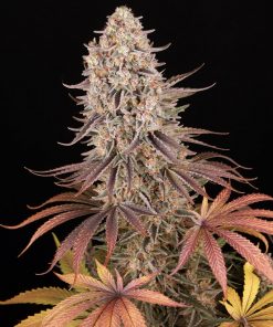 Sour Strawberry Feminized Esrar Tohumu (Barney's Farm)