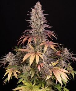 Sour Strawberry Feminized Esrar Tohumu (Barney's Farm)
