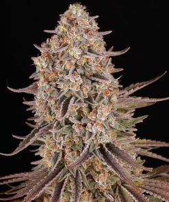 Sour Strawberry Feminized Esrar Tohumu (Barney's Farm)