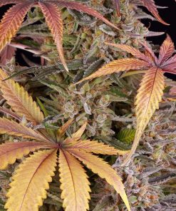 Sour Strawberry Feminized Esrar Tohumu (Barney's Farm)