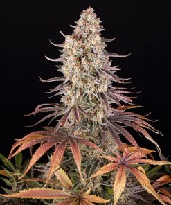 Sour Strawberry Feminized Esrar Tohumu (Barney's Farm)