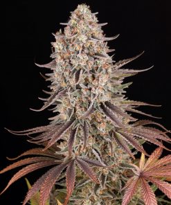 Sour Strawberry Feminized Esrar Tohumu (Barney's Farm)