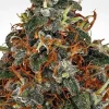Space Cookies Feminized Esrar Tohumu (Paradise Seeds)
