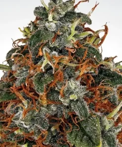 Space Cookies Feminized Esrar Tohumu (Paradise Seeds)