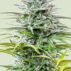 Speedy Chile Feminized Esrar Tohumu (Royal Queen Seeds)