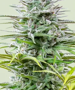 Speedy Chile Feminized Esrar Tohumu (Royal Queen Seeds)