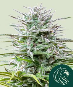Speedy Chile Feminized Esrar Tohumu (Royal Queen Seeds)