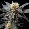 Strawberry Banana Feminized Esrar Tohumu (Reserva Privada)
