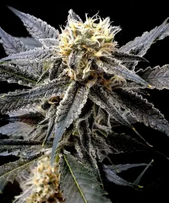 Strawberry Banana Feminized Esrar Tohumu (Reserva Privada)