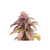 Strawberry Cookies Feminized Esrar Tohumu (Super Sativa Seed Club)