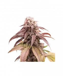 Strawberry Cookies Feminized Esrar Tohumu (Super Sativa Seed Club)