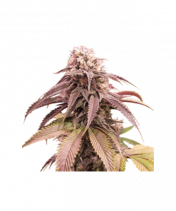 Strawberry Cookies Feminized Esrar Tohumu (Super Sativa Seed Club)