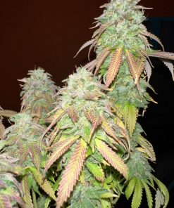 Strawberry Cookies Feminized Esrar Tohumu (Super Sativa Seed Club)