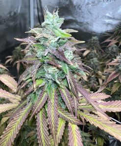 Strawberry Cookies Feminized Esrar Tohumu (Super Sativa Seed Club)