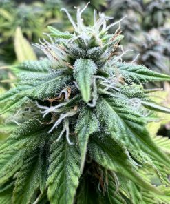 Strawberry Cookies Feminized Esrar Tohumu (Super Sativa Seed Club)