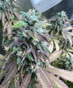 Strawberry Cookies Feminized Esrar Tohumu (Super Sativa Seed Club)